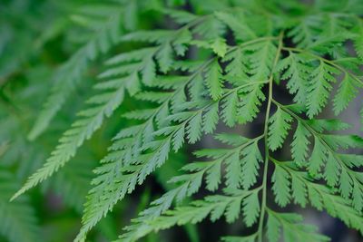 Close-up of pine tree leaves