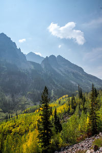 Scenic view of forest