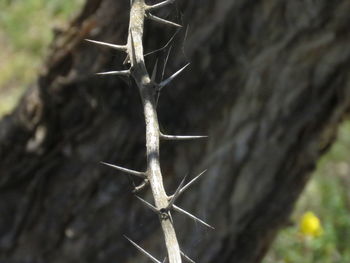 Close-up of tree