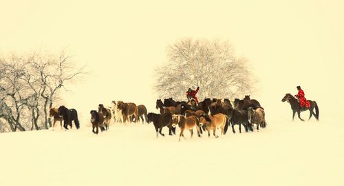 People riding horses in snow