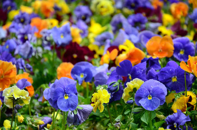 Close-up of purple flowering plants