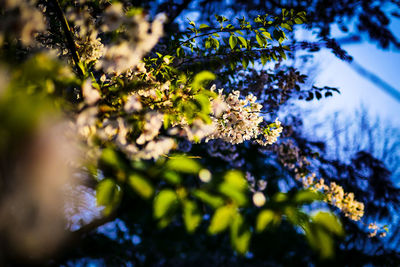 Low angle view of cherry blossoms in spring