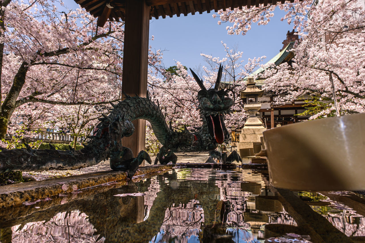 PANORAMIC VIEW OF CHERRY BLOSSOM BY BUILDING