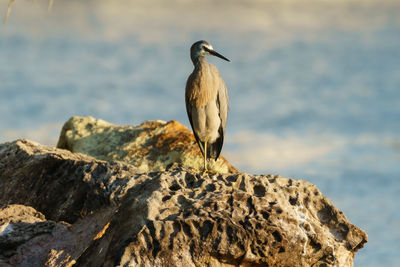 Close-up of bird perching on rock