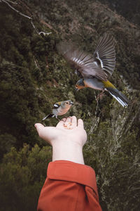 Madeiran chaffinch has flown to the man's hand for food crumbs and to see if he is safe