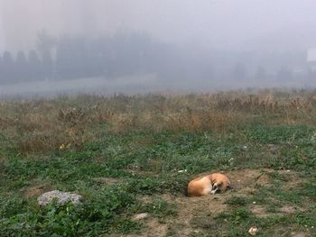 Cat relaxing on field against sky