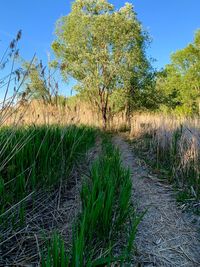 Plants growing on land against sky