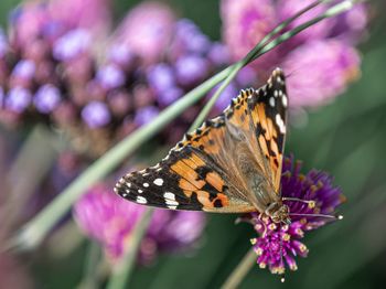 Close-up of butterfly pollinating on purple flower