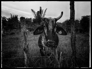 Portrait of horse on field