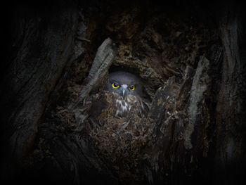 Owl in tree nest