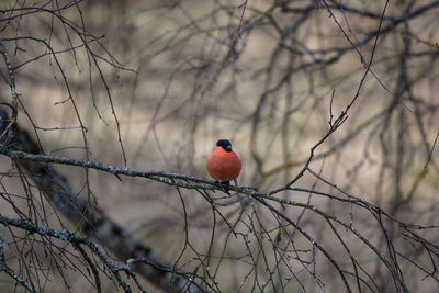 Bird perching on branch