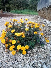 Yellow flowers blooming on field