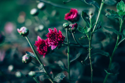 Close-up of flowers blooming outdoors