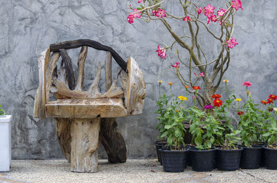 Close-up of potted plant against wall