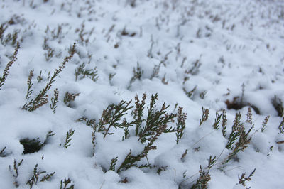 Close-up of frozen tree during winter