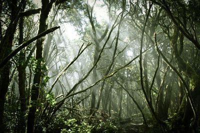 Low angle view of trees in forest