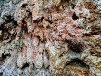 Full frame shot of tree trunk