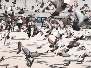 High angle view of pigeons flying