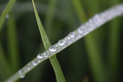 Close-up of water drops on blade of grass