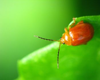 Close-up of insect on leaf