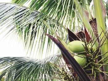 Close-up of palm leaves