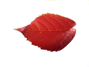 Close-up of red leaf against white background