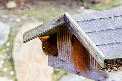 Squirrel in birdhouse