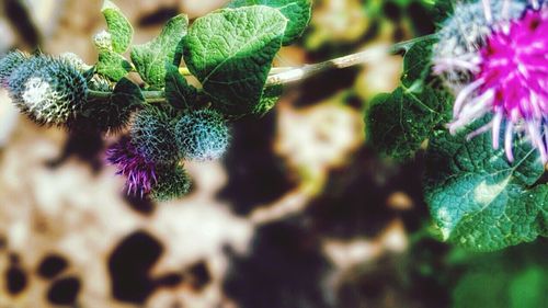 Close-up of purple flowers
