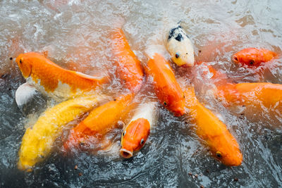 High angle view of koi carps swimming in pond 