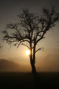 Silhouette bare tree on landscape at sunset