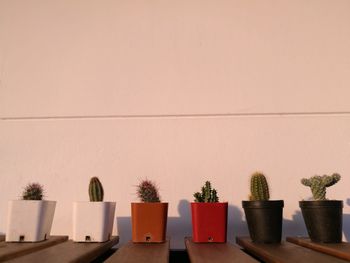 Cacti in a row