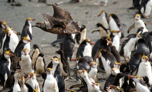 High angle view of pigeons flying in city