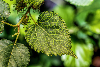 Strawberry fruit leaves. close up of a green leaf