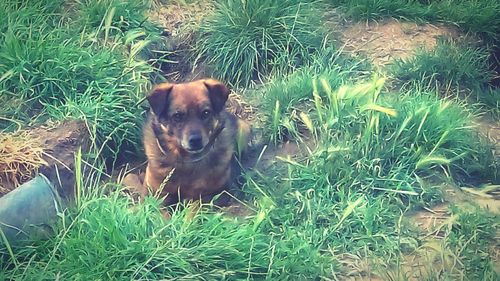 Portrait of dog sitting on field