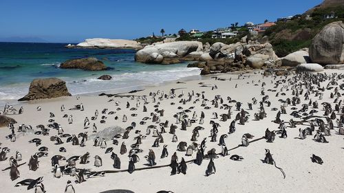 South africa penguin colony baby bird and grown up 