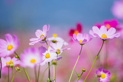 Close-up of white flowering plants on field