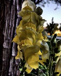 Close up of yellow flowers