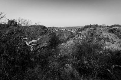 View of lizard on field against sky