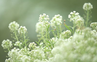 Close-up of plants growing on field