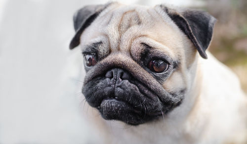 Close-up portrait of a dog