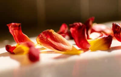 Close-up of rose flower