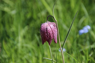 Close-up of purple flowering plant on field