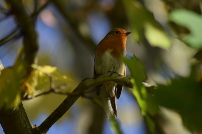 Bird perching on a branch