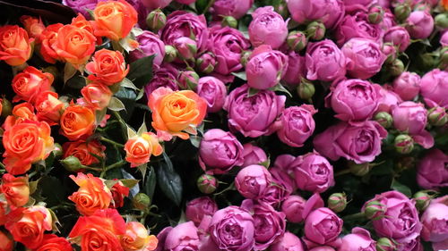 Close-up of pink roses