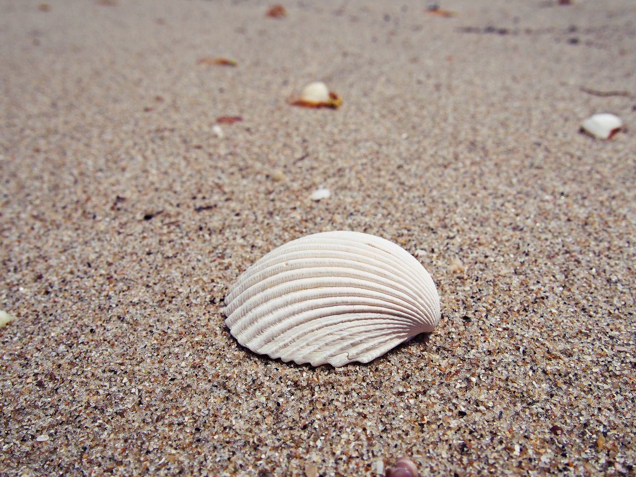 CLOSE-UP OF SHELL ON SAND