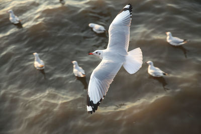 High angle view of seagulls over sea