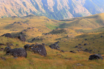 Scenic view of a field