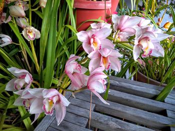 Close-up of pink flowers