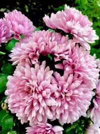 Close-up of pink flowers blooming outdoors