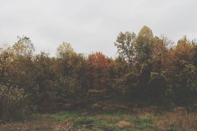 Trees in forest against sky